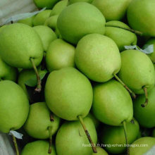 Couleur verte de la nouvelle culture Shandong Pear